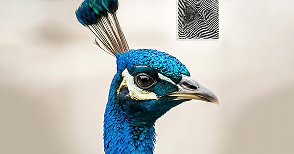 Chủng vân tay Peacock Eye (Chủng mắt công)