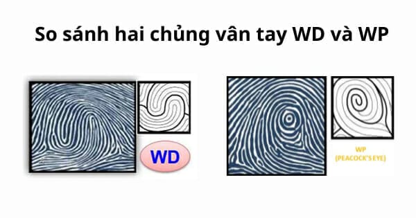 So sánh hai chủng vân tay WP và WD